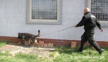 Kynologická stáž študentov Univerzity veterinárneho lekárstva a farmácie v Košiciach